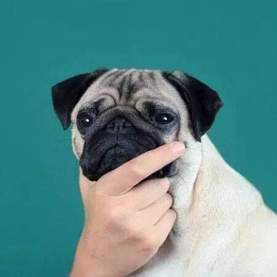 Think pug.jpg